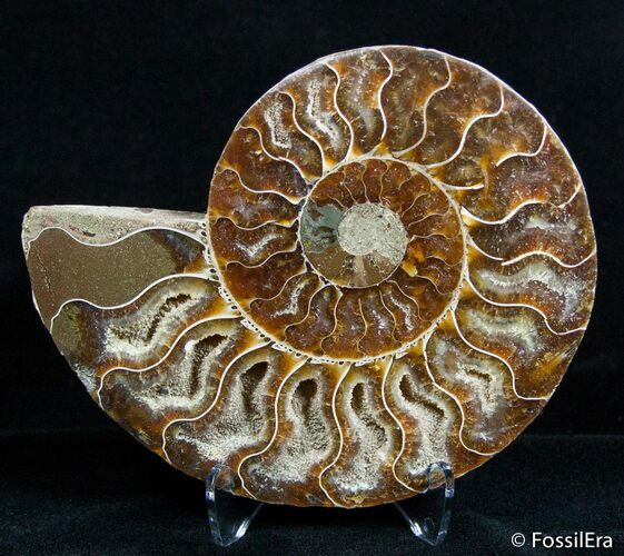 Inch Polished Madagascar Ammonite (Half) #2639